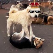 BRAZILIAN MASTER - King Charles The Alpha Dog