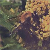 BRONCHO - Natural Pleasure
