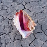 The Killers - Some Kind Of Love