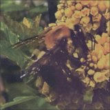 BRONCHO - Natural Pleasure