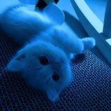 2003, LXNYA, uthewise - Meowscape